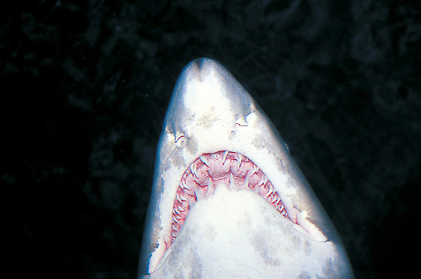 포토 JPG 동물 한마리 바다 어류 사람없음 야외 바닷속 해저 수중 바다동물 수중동물 입 치아 위험 생태계 상어 주둥이 수중사진 포악 국내포토 1 컨셉 신체부위 소화기관 파일형식