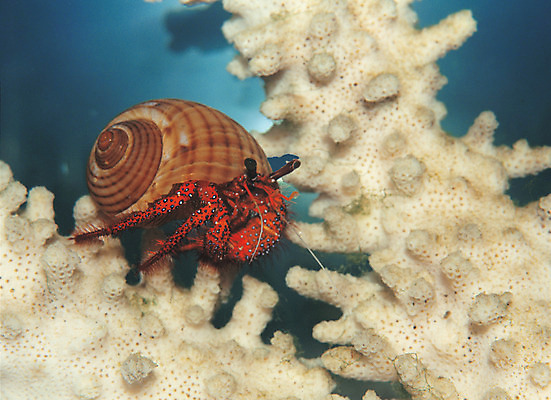 포토 JPG 동물 한마리 바다 갑각류 근접촬영 사람없음 바닷속 해저 수중 바다동물 수중동물 게 산호 자포동물 산호초 소라 생태계 소라게 수중사진 국내포토 1 뷰포인트 어패류 수중식물 파일형식