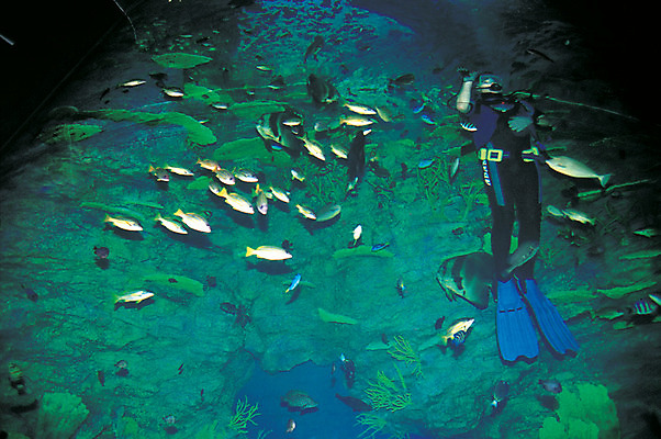 포토 JPG 동물 바다 다수 여러마리 자연 어류 한명 사람 바닷속 해저 수중 바다동물 잠수부 잠수 생태계 스쿠버다이빙 스쿠버다이버 수중사진 국내포토 1 수중동물 수상스포츠 전문직 파일형식