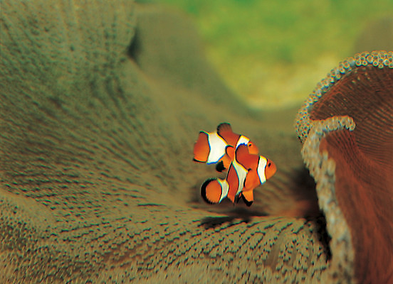 포토 JPG 동물 야생동물 바다 두마리 관상어 어류 사람없음 바닷속 해저 수중 바다동물 수중동물 열대어 생태계 수중사진 국내포토 2 파일형식