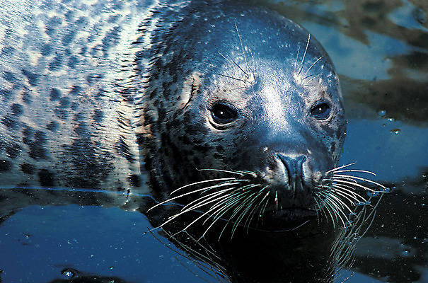 포토 JPG 주간 동물 척추동물 한마리 야생동물 바다 포유류 수염 사람없음 야외 물 바다동물 수중동물 바다표범 물개 바다사자 점박이 국내포토 자연요소 1 파일형식