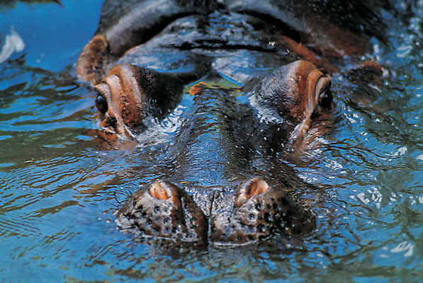 포토 JPG 주간 동물 척추동물 한마리 얼굴 야생동물 포유류 사람없음 야외 물 강 머리 수중동물 습지 하마 국내포토 자연요소 1 신체부위 파일형식