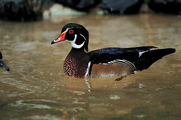 포토 JPG 주간 동물 척추동물 한마리 호수 야생동물 조류 오리 사람없음 야외 아웃포커스 물 강 수영 수중동물 연못 물새 청둥오리 국내포토 자연요소 1 촬영기법 수상스포츠 파일형식