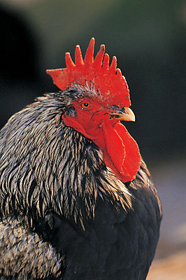 포토 JPG 주간 동물 척추동물 한마리 육지동물 조류 사람없음 야외 옆모습 아웃포커스 가축 닭 수컷 수탉 닭벼슬 양계 양계장 국내포토 자연요소 1 뷰포인트 촬영기법 파일형식