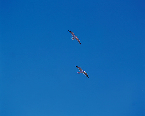 포토 JPG 주간 동물 척추동물 야생동물 로우앵글 컬러 두마리 자연 갈매기 조류 하늘 풍경 사람없음 야외 공중 파란색 비행 국내포토 자연요소 뷰포인트 2 생태계 파일형식
