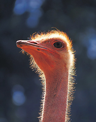 포토 JPG 주간 동물 척추동물 한마리 육지동물 응시 얼굴 조류 털 사람없음 야외 아웃포커스 머리 가축 부리 타조 안구 국내포토 자연요소 1 시선 촬영기법 신체부위 파일형식