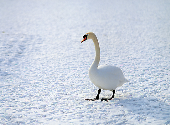 포토 JPG 주간 동물 척추동물 한마리 육지동물 계절 컬러 겨울 조류 오리 풍경 사람없음 야외 흰색 눈 거위 물새 국내포토 자연요소 1 날씨 파일형식