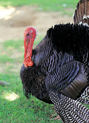 포토 JPG 주간 동물 척추동물 한마리 육지동물 조류 사람없음 야외 옆모습 아웃포커스 가축 화려 깃털 수컷 꼬리 칠면조 꽁지 국내포토 자연요소 1 뷰포인트 컨셉 촬영기법 파일형식