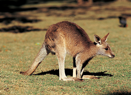 포토 JPG 주간 동물 척추동물 한마리 육지동물 야생동물 포유류 초식동물 그림자 서기 초원 사람없음 야외 아웃포커스 목초지 호주 캥거루 국내포토 자연요소 1 모션 촬영기법 목장 오세아니아 파일형식 초원_자연