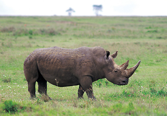 포토 JPG 주간 동물 척추동물 한마리 육지동물 야생동물 포유류 자연 초식동물 초원 사람없음 야외 옆모습 아웃포커스 목초지 사파리 지평선 코뿔소 국내포토 자연요소 1 뷰포인트 촬영기법 목장 생태계 파일형식 초원_자연
