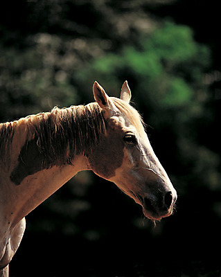 포토 JPG 주간 동물 척추동물 한마리 얼굴 포유류 초식동물 사람없음 야외 옆모습 머리 말_동물 갈기 국내포토 자연요소 1 뷰포인트 신체부위 파일형식