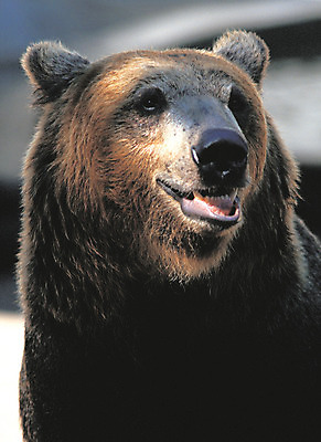 포토 JPG 주간 동물 척추동물 한마리 육지동물 야생동물 컬러 곰 포유류 사람없음 야외 검은색 맹수 육식동물 불곰 국내포토 자연요소 1 파일형식