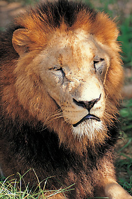 포토 JPG 주간 동물 척추동물 한마리 육지동물 야생동물 포유류 앉기 사람없음 야외 아웃포커스 사자 수컷 맹수 갈기 숫사자 국내포토 자연요소 1 모션 촬영기법 파일형식