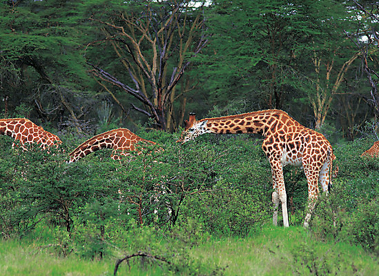포토 JPG 주간 나무 식물 동물 척추동물 해외풍경 해외 육지동물 야생동물 여러마리 포유류 자연 초식동물 서기 풍경 초원 사람없음 야외 목초지 숲속 숲 기린 사파리 국내포토 자연요소 다수 모션 목장 생태계 파일형식 초원_자연