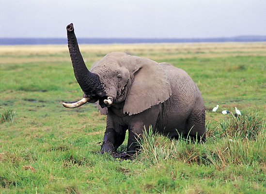 포토 JPG 주간 동물 척추동물 해외풍경 해외 육지동물 야생동물 포유류 자연 조류 초식동물 코끼리 서기 풍경 초원 사람없음 야외 목초지 사파리 국내포토 자연요소 모션 목장 생태계 파일형식 초원_자연
