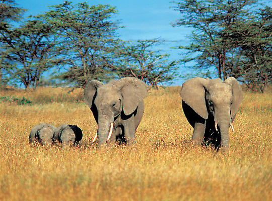 포토 JPG 주간 나무 식물 동물 척추동물 해외풍경 해외 육지동물 야생동물 새끼 여러마리 포유류 가족 자연 코끼리 풍경 초원 사람없음 야외 목초지 어미 사파리 국내포토 자연요소 다수 관계 목장 생태계 파일형식 초원_자연