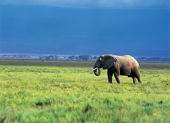 포토 JPG 주간 동물 척추동물 한마리 해외풍경 해외 육지동물 야생동물 포유류 자연 초식동물 코끼리 서기 풍경 초원 사람없음 야외 목초지 사파리 국내포토 자연요소 1 모션 목장 생태계 파일형식 초원_자연