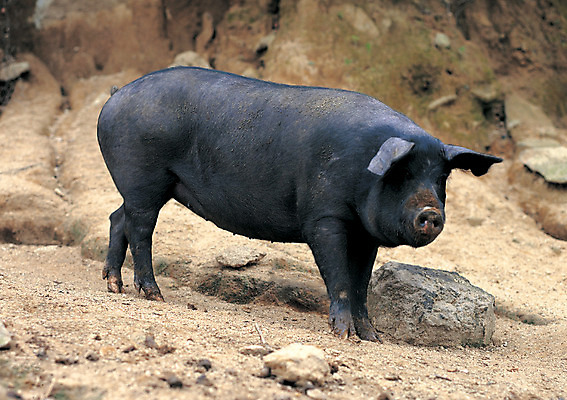 포토 JPG 주간 동물 척추동물 한마리 육지동물 포유류 사람없음 야외 아웃포커스 가축 흙 돌_바위 바위 돼지 축산업 방목 땅 국내포토 자연요소 1 산업 촬영기법 파일형식