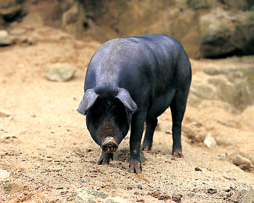 포토 JPG 주간 동물 척추동물 한마리 육지동물 포유류 사람없음 야외 아웃포커스 가축 흙 돼지 축산업 방목 땅 국내포토 자연요소 1 산업 촬영기법 파일형식