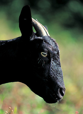 포토 JPG 주간 동물 척추동물 한마리 육지동물 얼굴 컬러 포유류 염소 뿔 근접촬영 사람없음 야외 옆모습 아웃포커스 머리 검은색 가축 축산업 염소뿔 흑염소 국내포토 자연요소 1 산업 뷰포인트 촬영기법 신체부위 파일형식