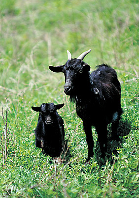 포토 JPG 주간 동물 척추동물 육지동물 두마리 포유류 자연 초식동물 염소 뿔 초원 사람없음 야외 아웃포커스 가축 목초지 축산업 방목 염소뿔 흑염소 국내포토 자연요소 산업 2 촬영기법 목장 생태계 파일형식 초원_자연