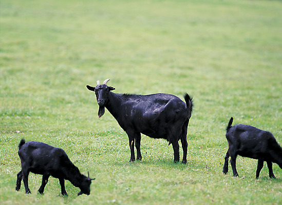 포토 JPG 주간 동물 척추동물 육지동물 포유류 자연 초식동물 염소 세마리 초원 사람없음 야외 아웃포커스 가축 목초지 축산업 먹이 방목 먹기 흑염소 국내포토 자연요소 산업 모션 촬영기법 3 목장 생태계 파일형식 초원_자연