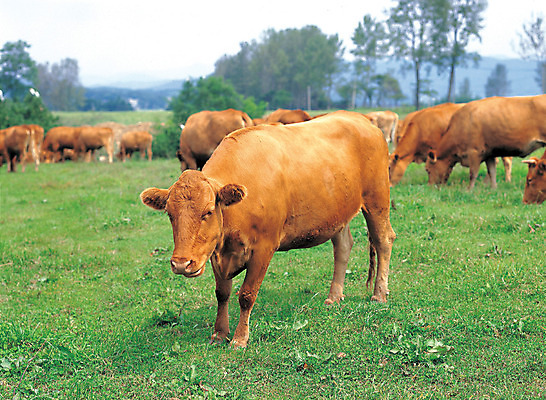 포토 JPG 주간 나무 식물 동물 척추동물 육지동물 여러마리 포유류 자연 초식동물 초원 사람없음 야외 아웃포커스 가축 목초지 목장 소 축산업 방목 황소 국내포토 자연요소 산업 다수 촬영기법 생태계 파일형식 초원_자연
