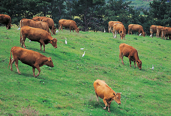 포토 JPG 주간 나무 식물 동물 척추동물 육지동물 여러마리 포유류 자연 조류 초식동물 초원 사람없음 야외 가축 목초지 목장 소 축산업 방목 황소 국내포토 자연요소 산업 다수 생태계 파일형식 초원_자연