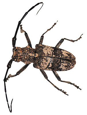 포토 JPG 동물 한마리 컬러 곤충 무늬 절지류 누끼 사람없음 갈색 벌레 딱정벌레 더듬이 떡갈나무하늘소 우리목하늘소 하늘소 국내포토 1 파일형식