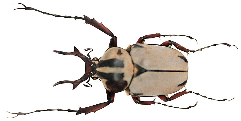 포토 JPG 동물 한마리 곤충 절지류 누끼 사람없음 다리 벌레 풍뎅이 딱정벌레 더듬이 사슴풍뎅이 국내포토 1 신체부위 파일형식