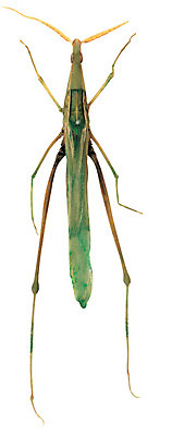 포토 JPG 동물 한마리 컬러 곤충 절지류 누끼 사람없음 초록색 다리 벌레 더듬이 방아깨비 국내포토 1 신체부위 파일형식