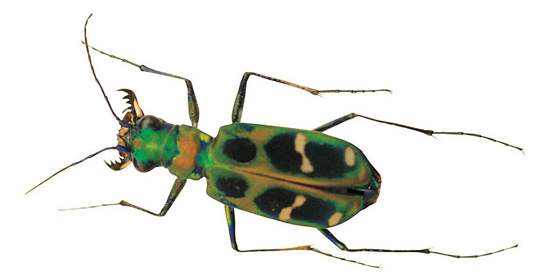 포토 JPG 동물 한마리 컬러 곤충 무늬 절지류 누끼 사람없음 초록색 다리 벌레 딱정벌레 더듬이 국내포토 1 신체부위 파일형식