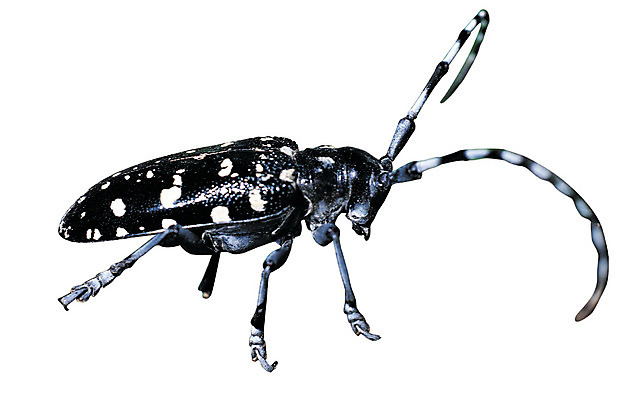 포토 JPG 동물 한마리 컬러 곤충 무늬 절지류 누끼 사람없음 검은색 벌레 딱정벌레 더듬이 알락하늘소 점박이 하늘소 국내포토 1 파일형식