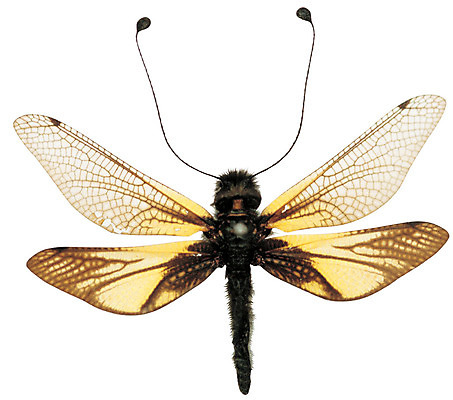 포토 JPG 동물 한마리 컬러 곤충 절지류 날개 누끼 사람없음 노란색 벌레 잠자리 꼬리 더듬이 노랑뿔잠자리 뿔잠자리 국내포토 1 파일형식