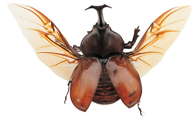 포토 JPG 동물 한마리 곤충 절지류 날개 뿔 누끼 사람없음 다리 벌레 풍뎅이 딱정벌레 수컷 더듬이 장수풍뎅이 국내포토 1 신체부위 파일형식