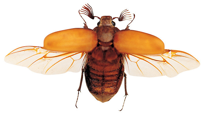 포토 JPG 동물 한마리 컬러 곤충 절지류 날개 누끼 사람없음 갈색 다리 벌레 풍뎅이 딱정벌레 더듬이 국내포토 1 신체부위 파일형식