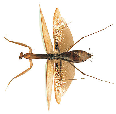 포토 JPG 동물 한마리 컬러 곤충 절지류 날개 누끼 사람없음 갈색 다리 벌레 사마귀 국내포토 1 신체부위 파일형식