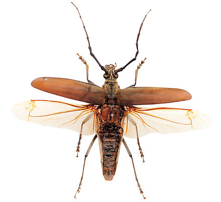 포토 JPG 동물 한마리 컬러 곤충 절지류 날개 누끼 사람없음 갈색 다리 벌레 딱정벌레 더듬이 하늘소 국내포토 1 신체부위 파일형식