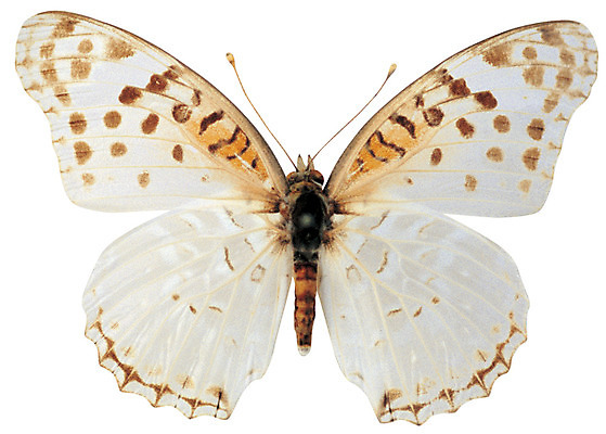 포토 JPG 동물 한마리 컬러 나비 곤충 무늬 절지류 날개 누끼 사람없음 흰색 벌레 더듬이 나방 국내포토 1 파일형식