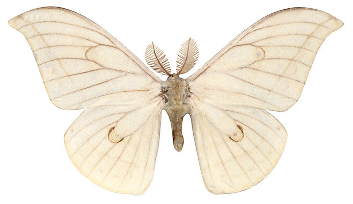 포토 JPG 동물 한마리 컬러 나비 곤충 무늬 절지류 날개 누끼 사람없음 흰색 벌레 더듬이 국내포토 1 파일형식