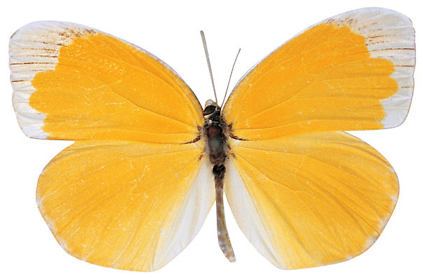 포토 JPG 동물 한마리 컬러 나비 곤충 무늬 절지류 날개 누끼 사람없음 노란색 벌레 더듬이 국내포토 1 파일형식