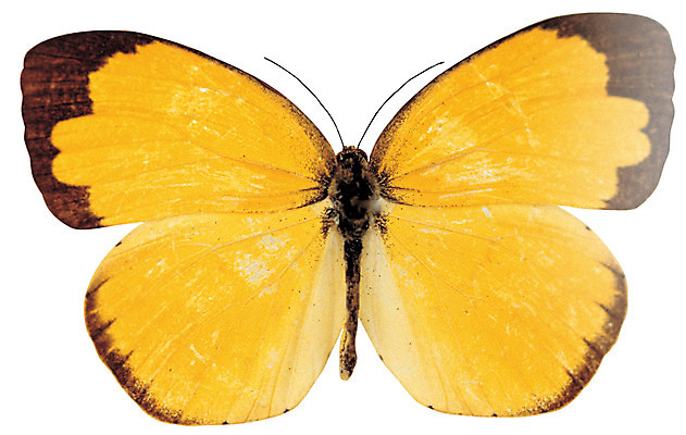 포토 JPG 동물 한마리 컬러 나비 곤충 무늬 절지류 날개 누끼 사람없음 노란색 벌레 더듬이 극남노랑나비 국내포토 1 파일형식