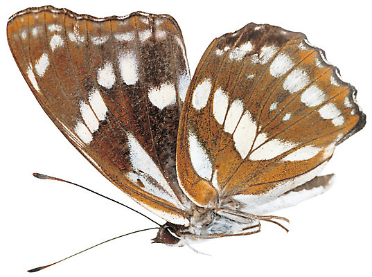 포토 JPG 동물 한마리 컬러 나비 곤충 무늬 절지류 날개 누끼 사람없음 갈색 벌레 더듬이 국내포토 1 파일형식