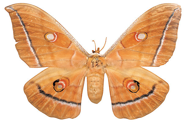 포토 JPG 동물 한마리 컬러 나비 곤충 무늬 절지류 날개 누끼 사람없음 갈색 벌레 더듬이 국내포토 1 파일형식