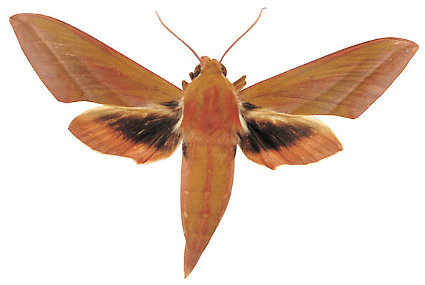 포토 JPG 동물 한마리 컬러 곤충 절지류 날개 누끼 사람없음 갈색 벌레 더듬이 나방 박각시 국내포토 1 파일형식