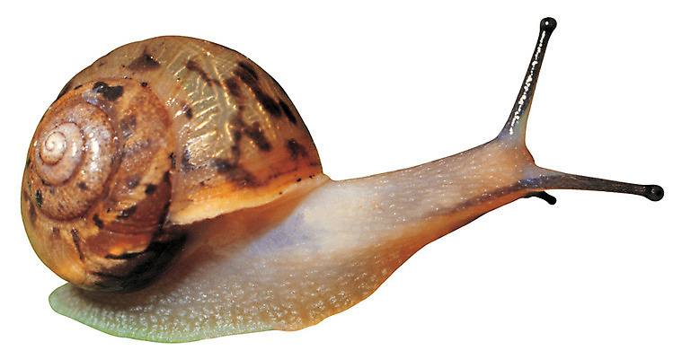 포토 JPG 동물 한마리 육지동물 연체동물 무척추동물 누끼 사람없음 소라 달팽이 더듬이 등껍질 국내포토 1 어패류 파일형식