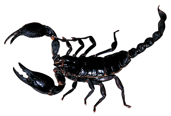 포토 JPG 동물 한마리 컬러 곤충 절지류 무척추동물 집게 누끼 사람없음 검은색 다리 독약 벌레 전갈 꼬리 더듬이 독침 국내포토 1 신체부위 파일형식