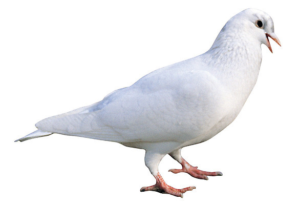 포토 JPG 동물 척추동물 한마리 야생동물 상징 컬러 조류 서기 누끼 사람없음 옆모습 평화 흰색 심볼 비둘기 백비둘기 국내포토 1 뷰포인트 컨셉 모션 파일형식