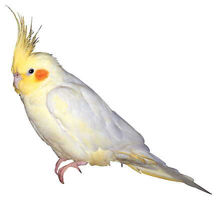 포토 JPG 동물 척추동물 한마리 컬러 조류 누끼 사람없음 옆모습 노란색 흰색 깃털 앵무새 반려 왕관앵무새 국내포토 1 뷰포인트 파일형식