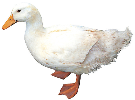 포토 JPG 동물 척추동물 한마리 육지동물 컬러 조류 오리 누끼 사람없음 옆모습 가축 흰색 부리 국내포토 1 뷰포인트 파일형식